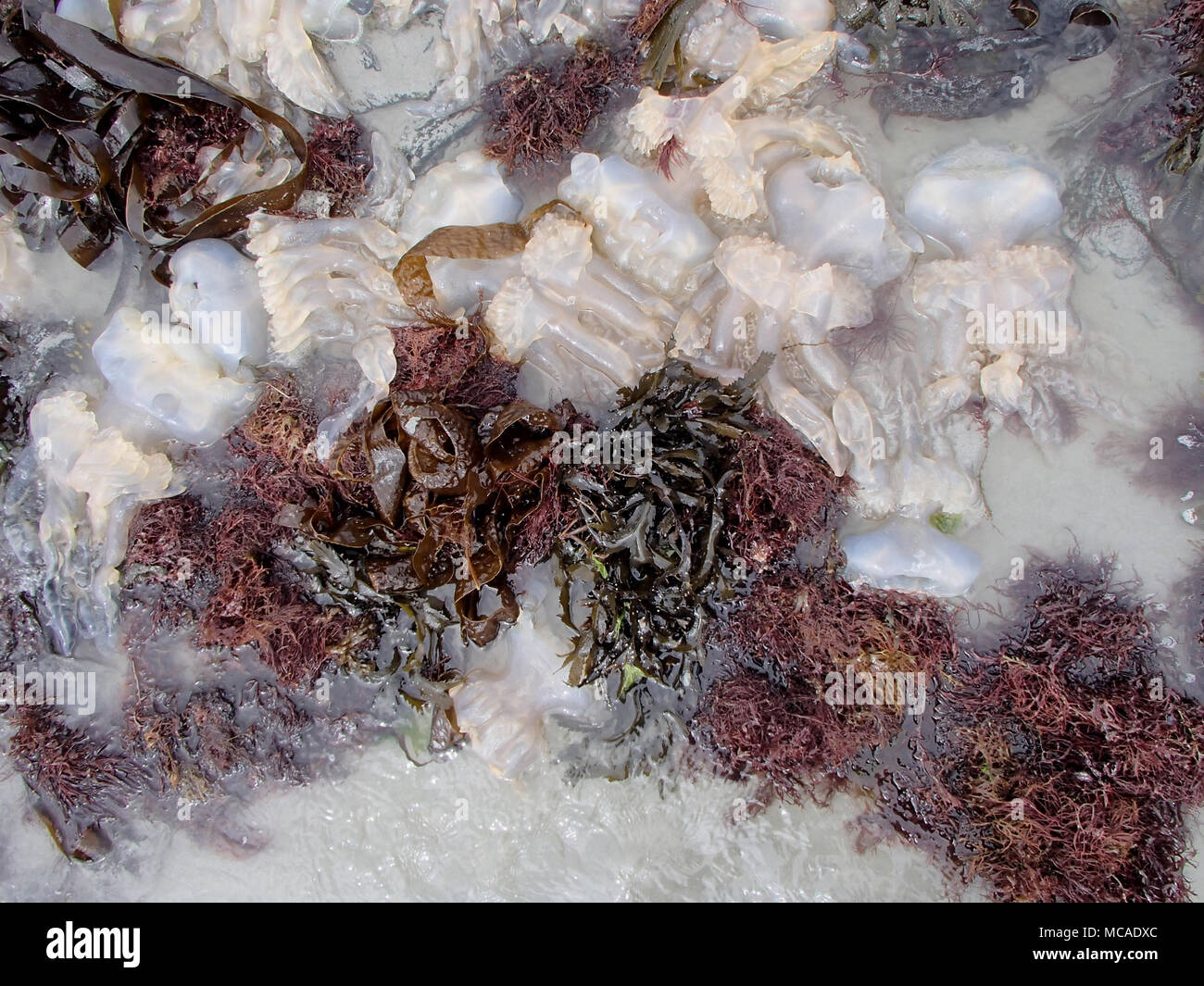 Multiple Stranded Jellyfish between Brown Seaweeds Stock Photo