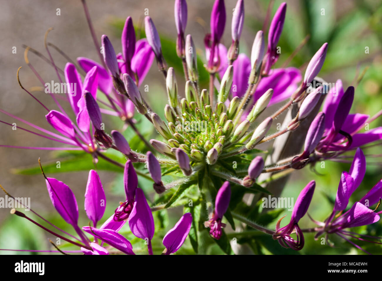 Spider flower, Paradisblomster (Cleome hassleriana) Stock Photo