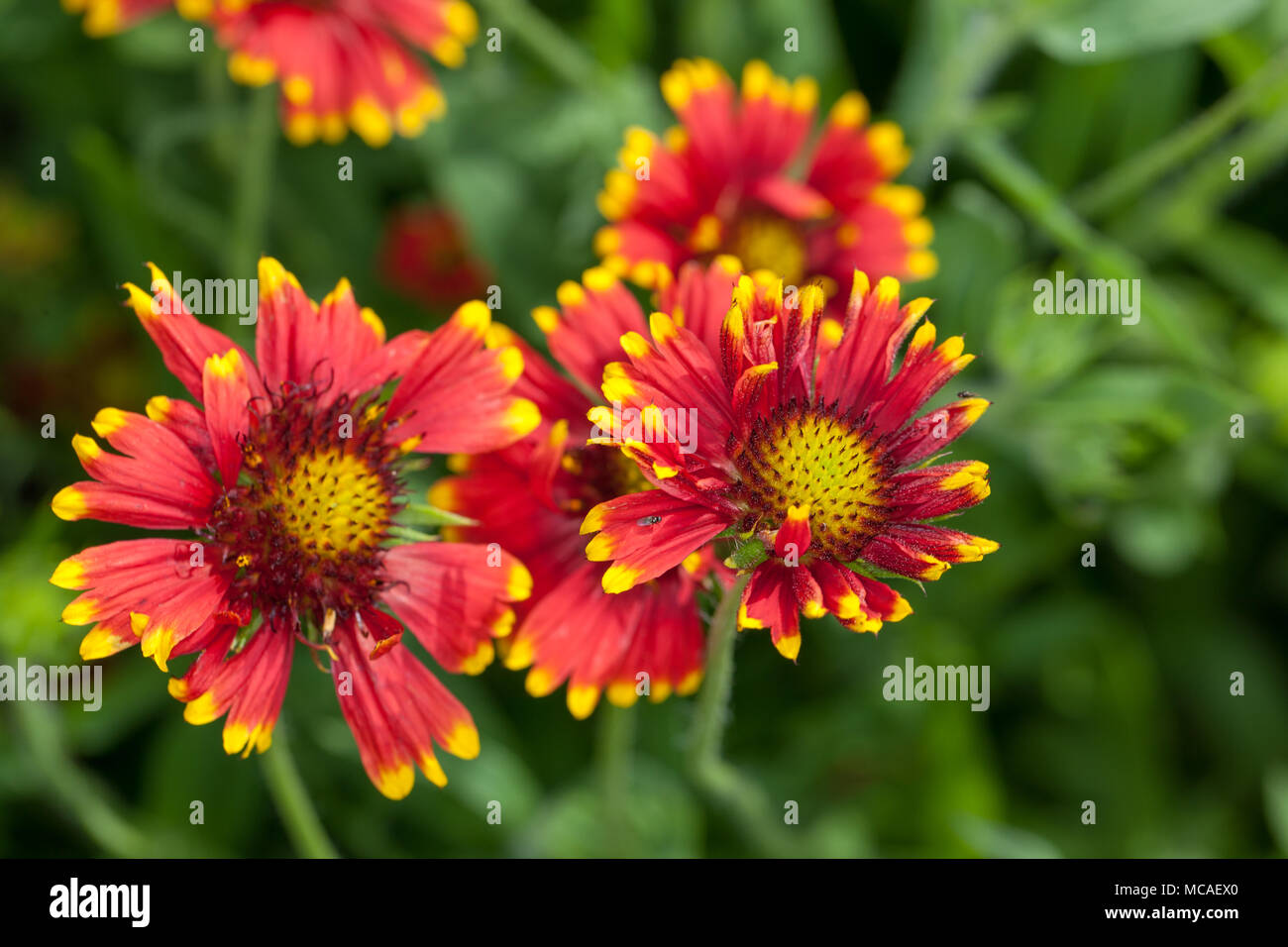 Firewheel, Sommarkokardblomster (Gaillardia pulchella) Stock Photo