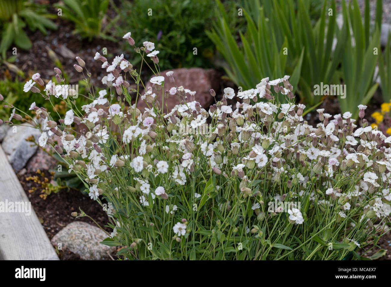 Sea Campion, Strandglim (Silene uniflora) Stock Photo