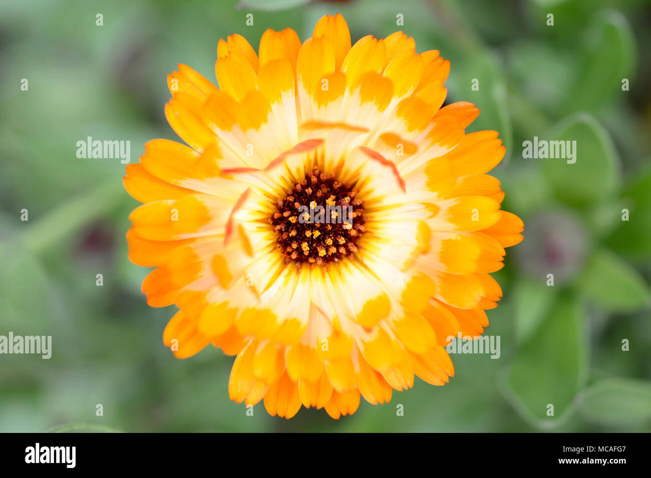 A close up view of a blooming Calendula of Pink Surprise variety  in Spring. Stock Photo
