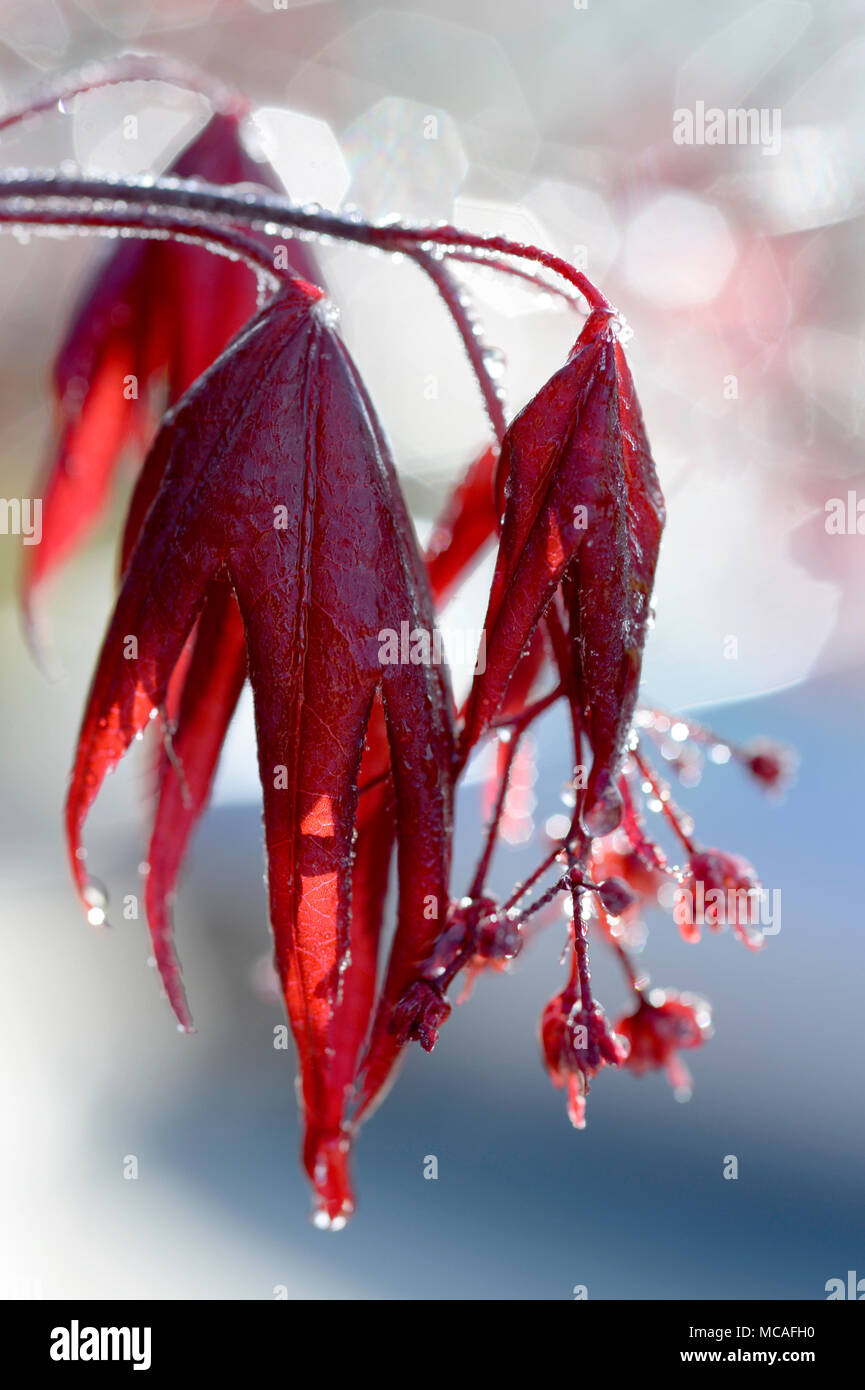 Smooth japanese maples hi-res stock photography and images - Alamy