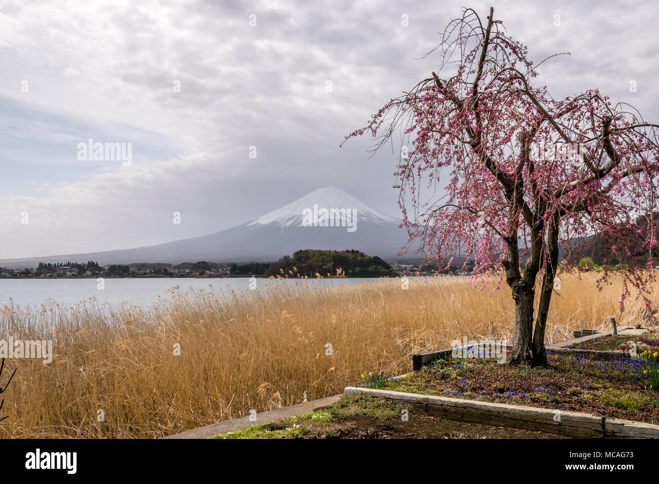 Weeping Sakura at Lake Kawaguchi with the View of Mountain Fuji Stock Photo