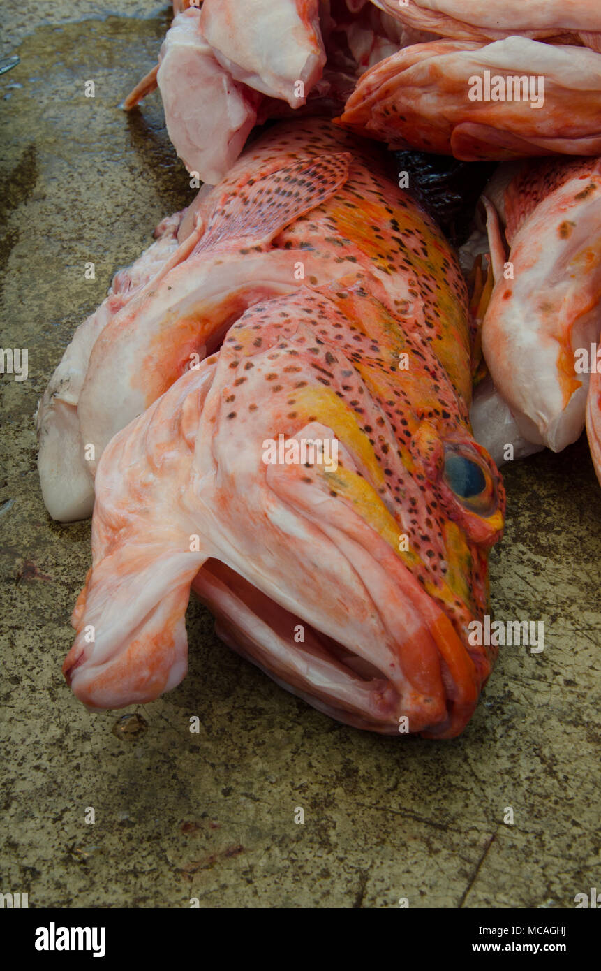 Closeup of raw whole fish at out door market - pink, oranges and spots - head in foreground. Stock Photo