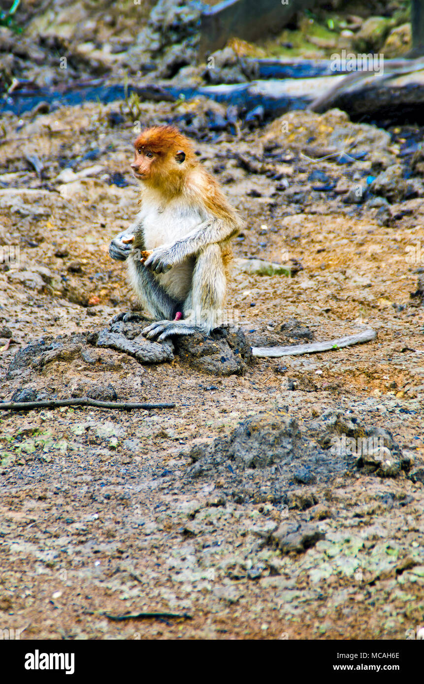 Proboscis monkeys endemic of Borneo island in Malaysia Stock Photo - Alamy