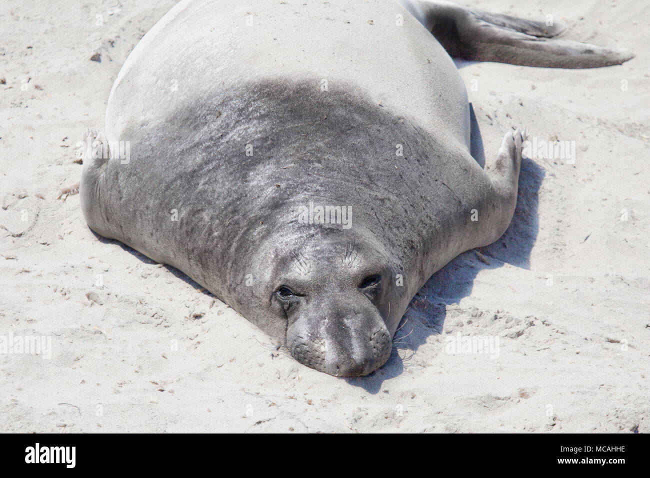 Seal Lying On The Beach High Resolution Stock Photography And