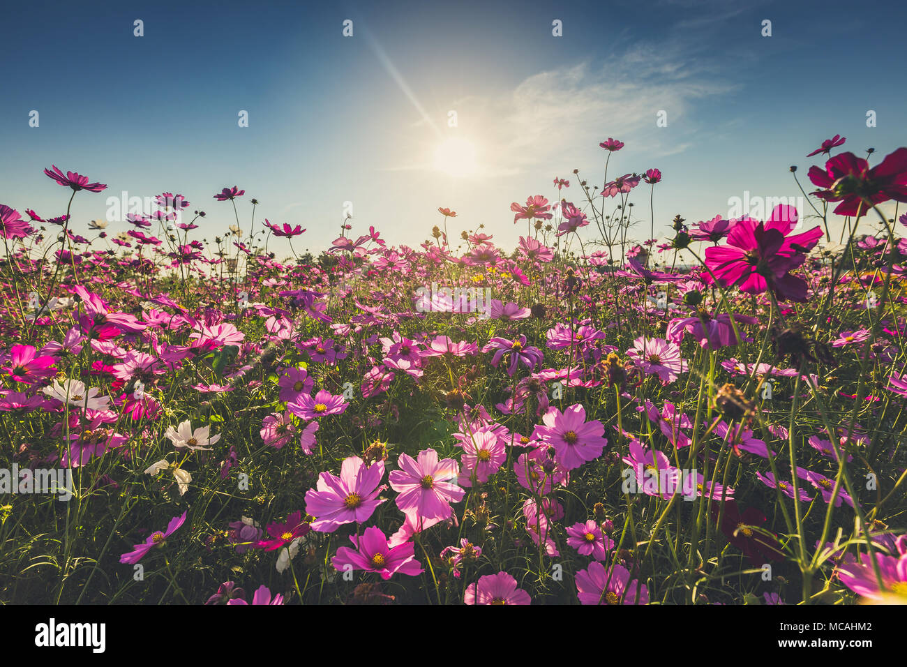 Beautiful cosmos flower sunrise hi-res stock photography and images - Alamy