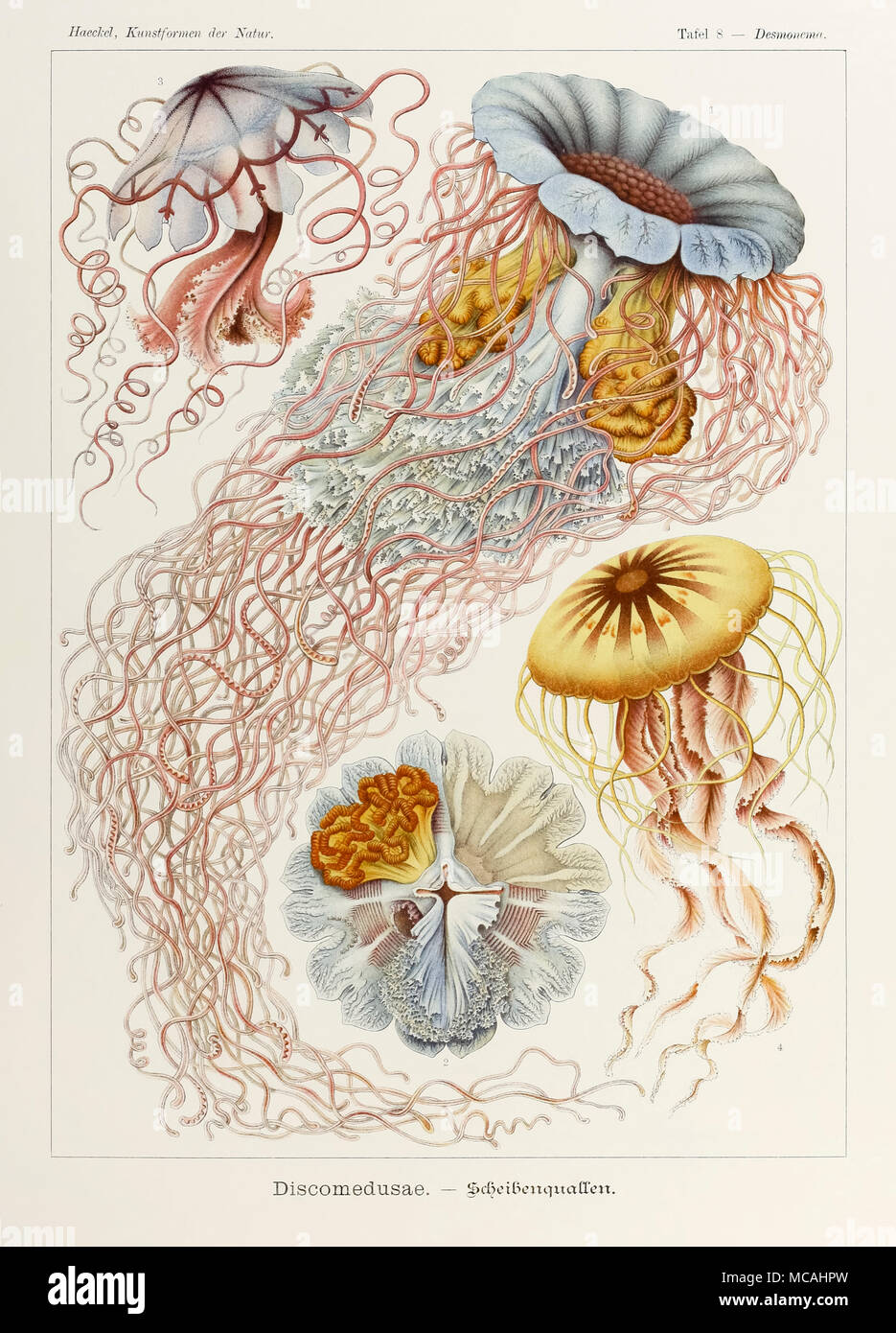 Plate 8 Desmonema Discomedusae from ‘Kunstformen der Natur’ (Art Forms in Nature) illustrated by Ernst Haeckel (1834-1919). See more information below. Stock Photo