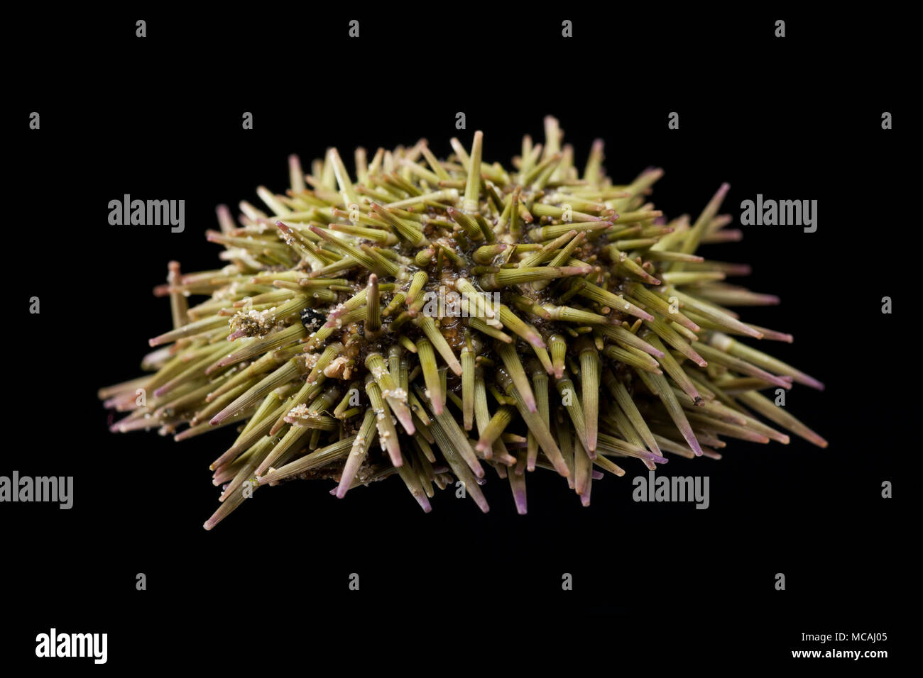 A shore, or green, sea urchin, Psammechinus miliaris, found near Weymouth Dorset England UK. This species lives close to shore in shallow water. Black Stock Photo