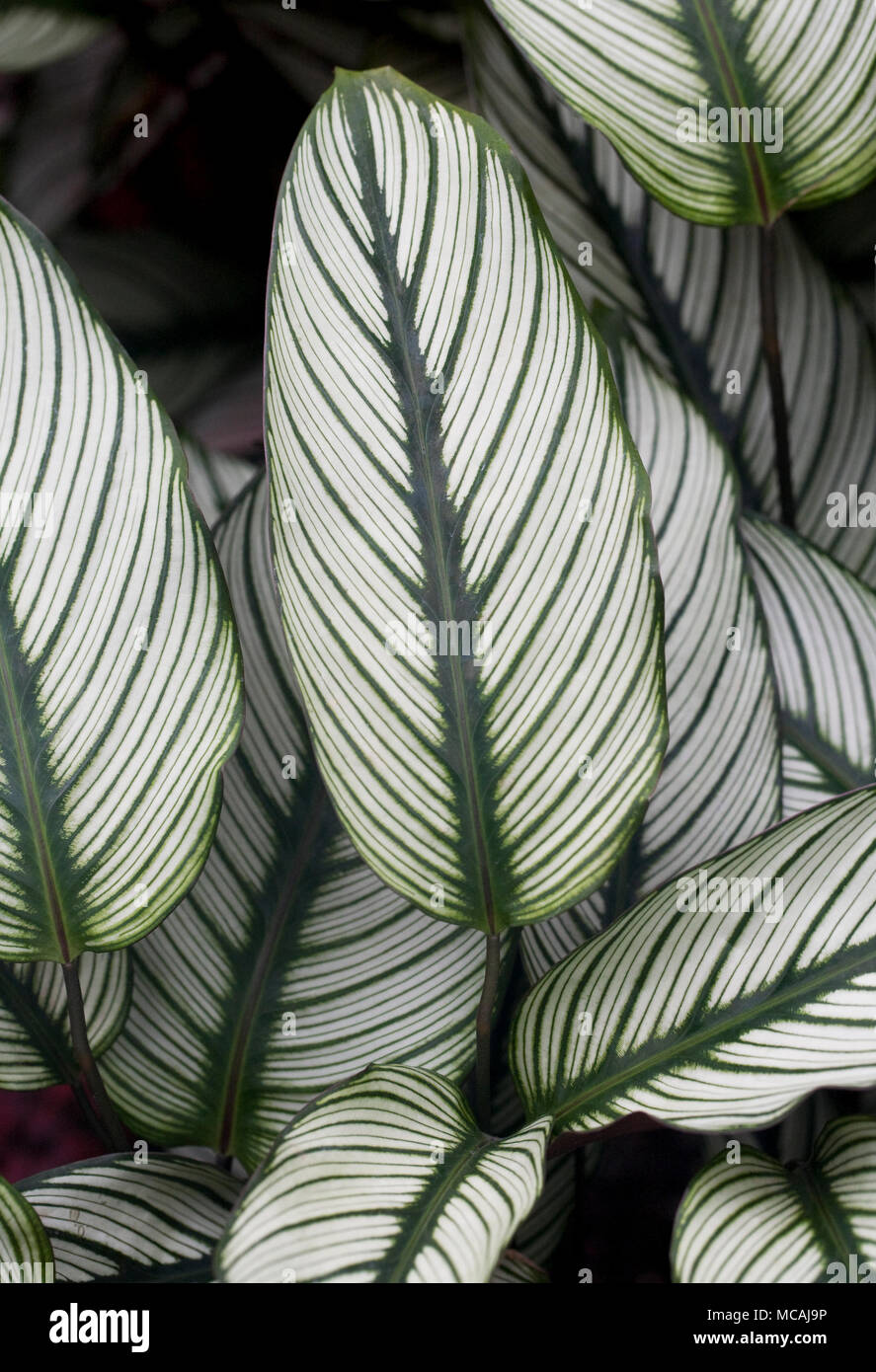 Calathea 'White Star' leaves growing in a protected environment. Zebra plant leaves Stock Photo