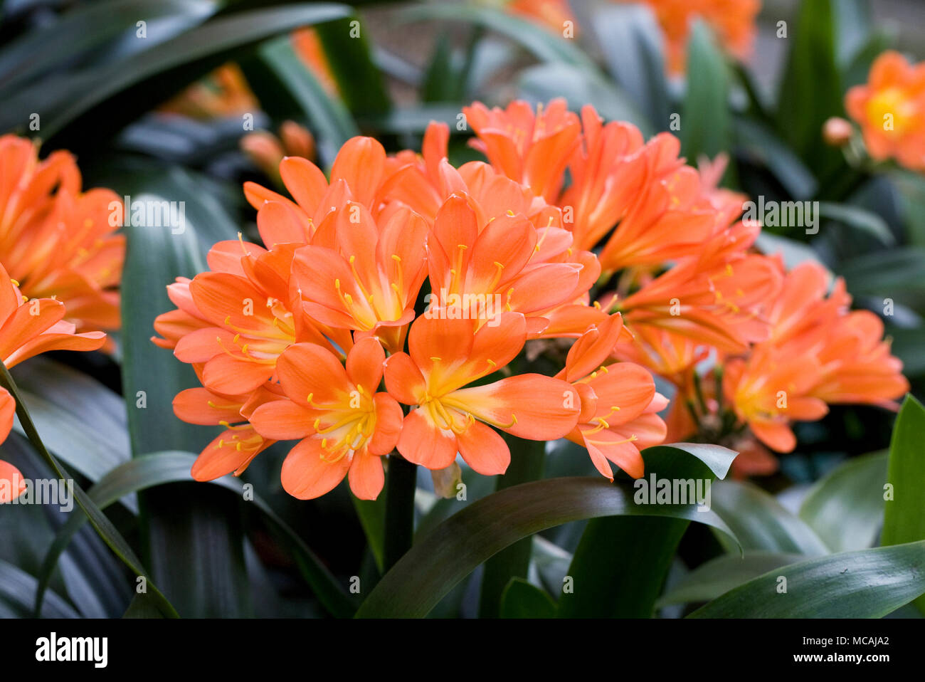 Clivia miniata flowers. Stock Photo