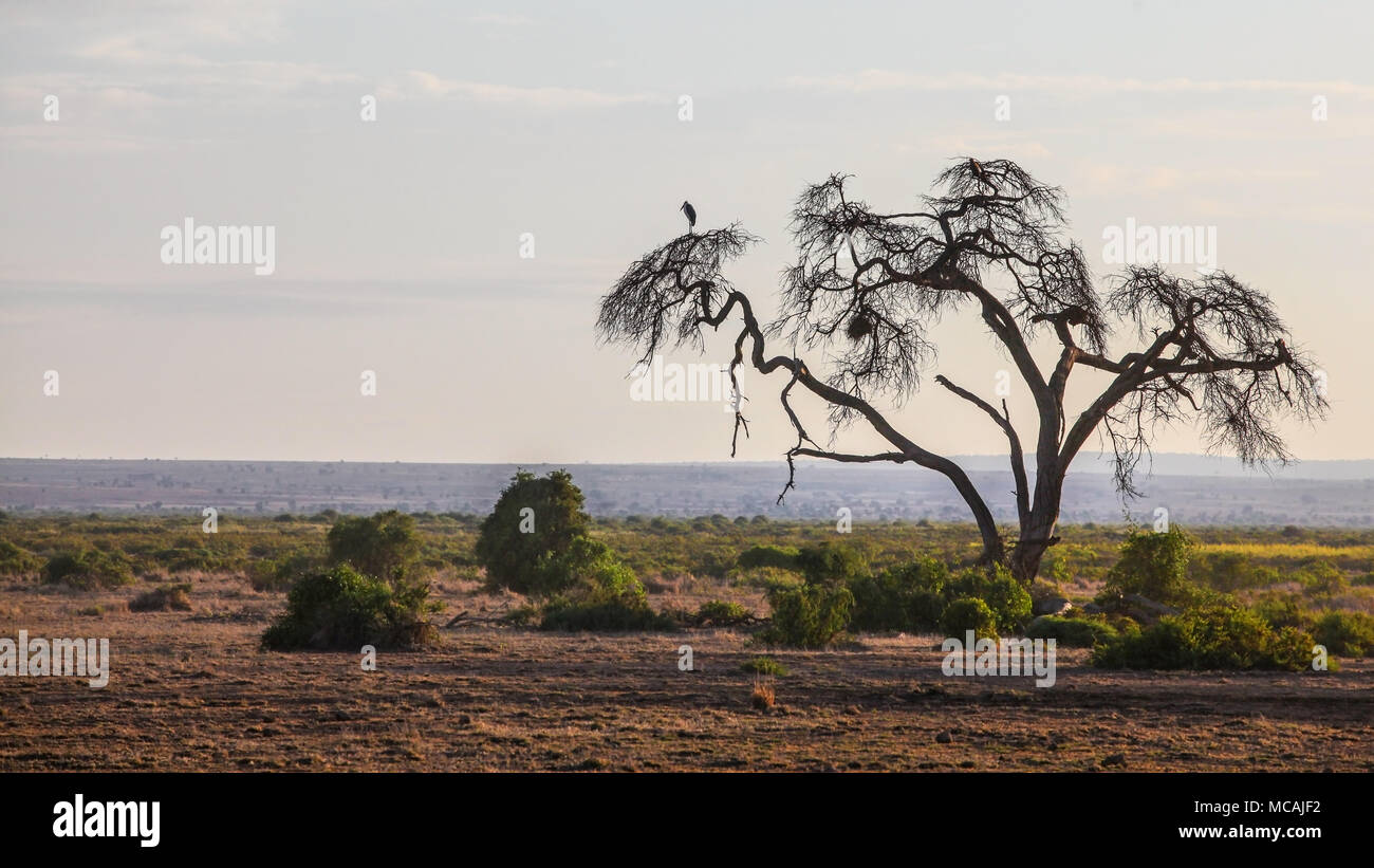 African savanna, flat land with silhouette of one dry tree, heron bird sitting on the top branch. Amboseli national park, Kenya Stock Photo