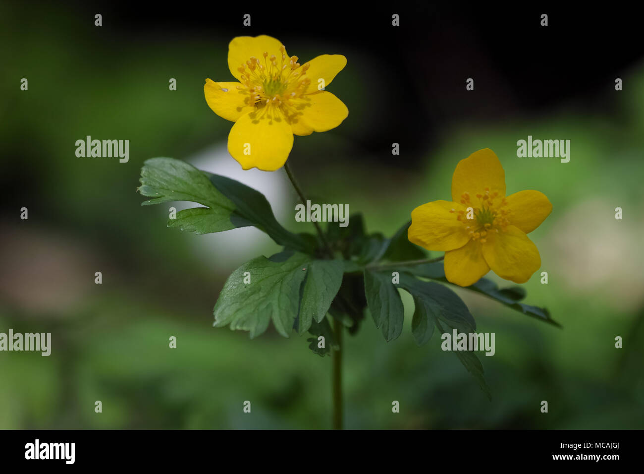 Anemonoides ranunculoides hi-res stock photography and images - Alamy