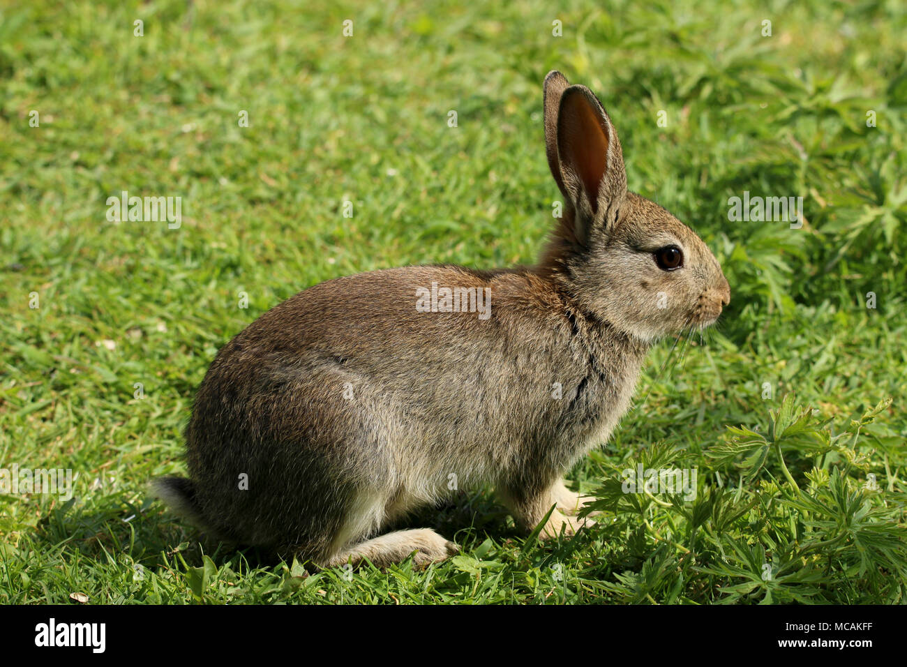 baby wild rabbit in a field in wales in the united kingdom uk Stock Photo