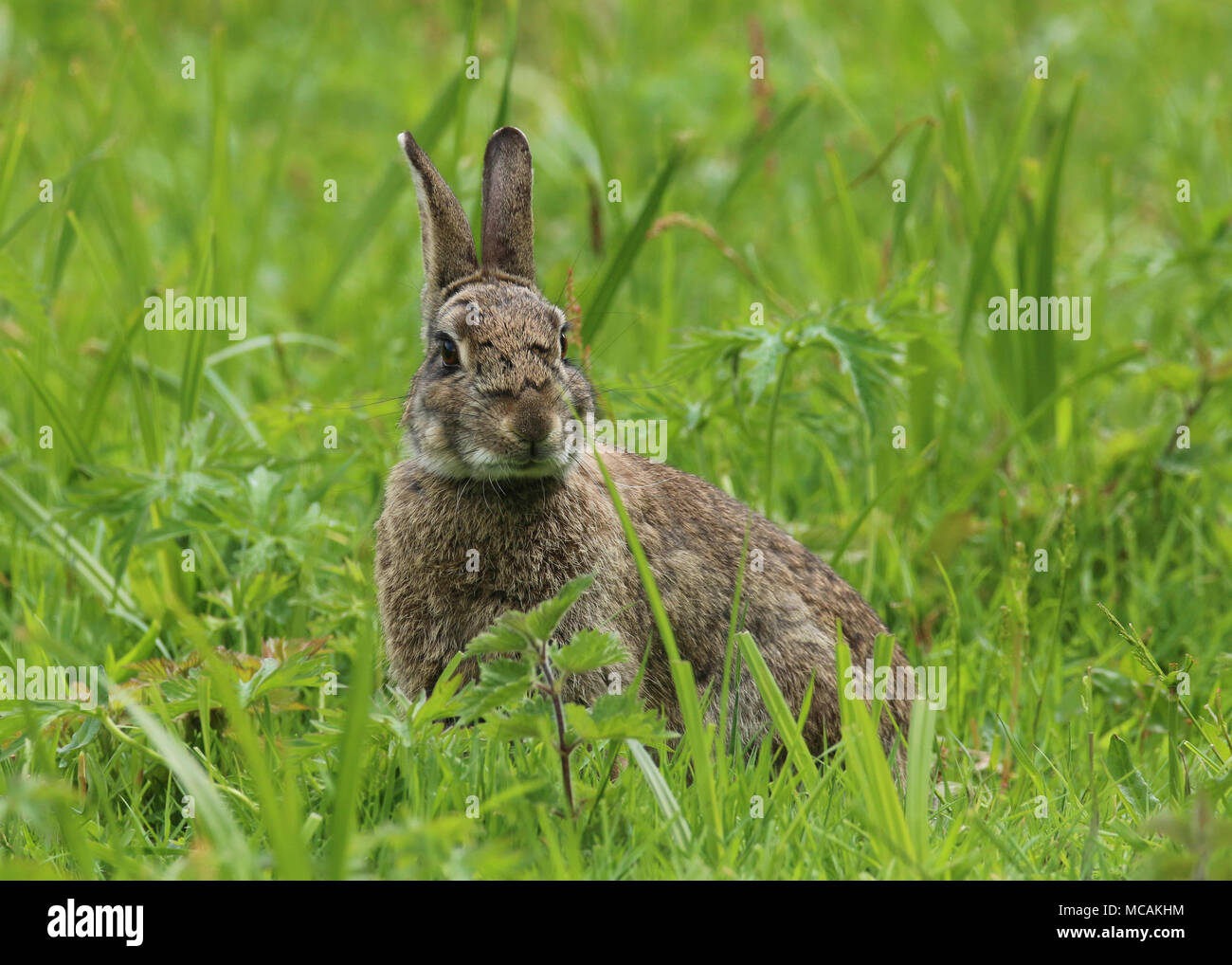 baby wild rabbit in a field in wales in the united kingdom uk Stock Photo