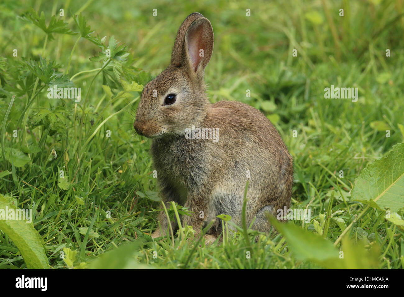baby wild rabbit in a field in wales in the united kingdom uk Stock Photo