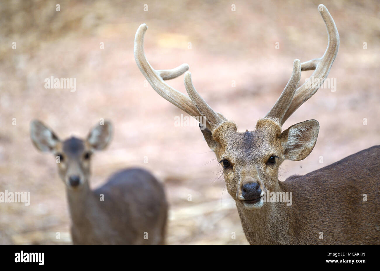 Male and female hog deer hires stock photography and images Alamy