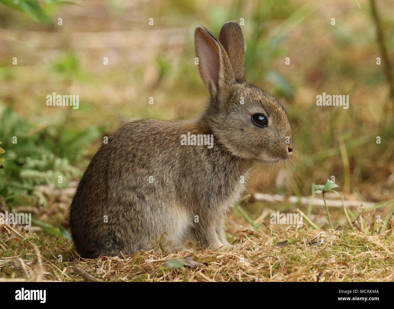 baby wild rabbit in a field in wales in the united kingdom uk Stock Photo