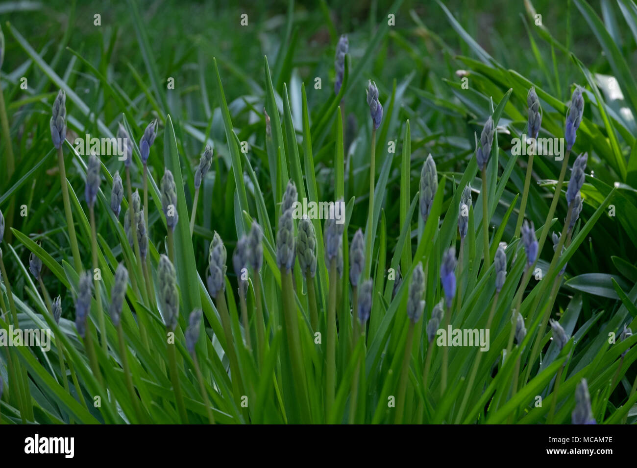 blue bell plants Stock Photo