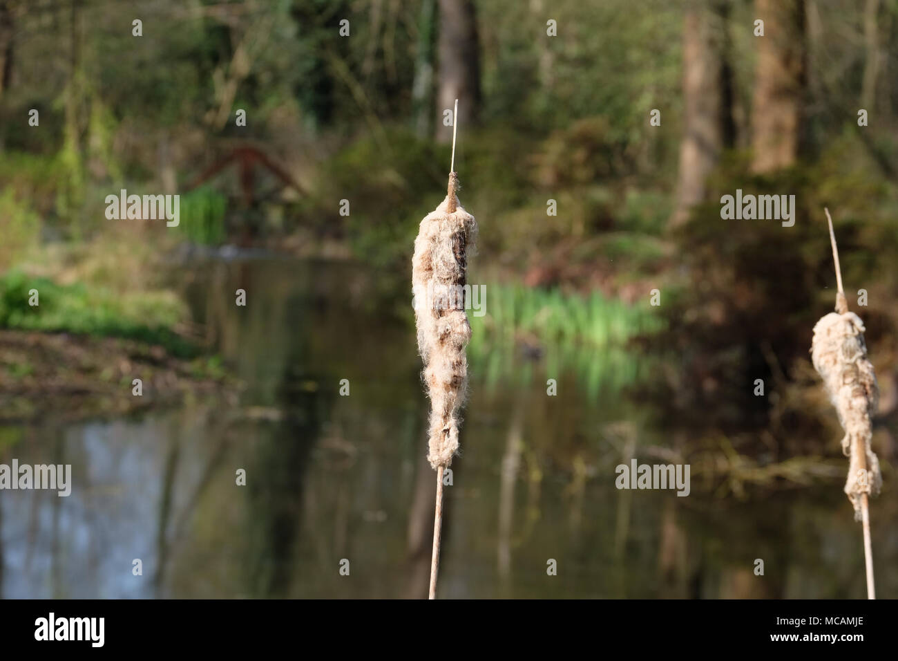 Bull Rushes Pond Edge of pon hi-res stock photography and images - Alamy