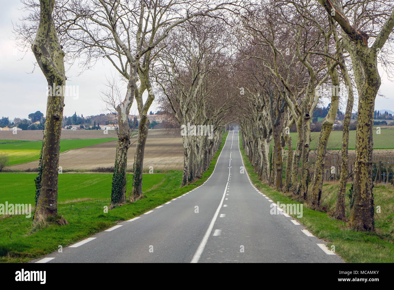 Avenue of Plane trees, beside road in Southern France Stock Photo