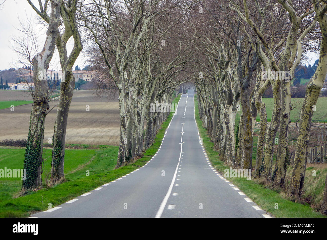 Avenue of Plane trees, beside road in Southern France Stock Photo