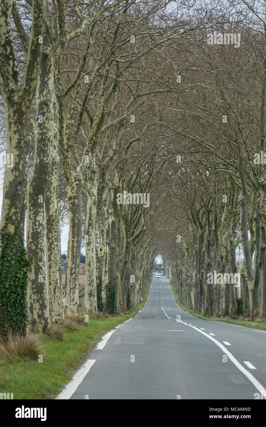 Avenue of Plane trees, beside road in Southern France Stock Photo