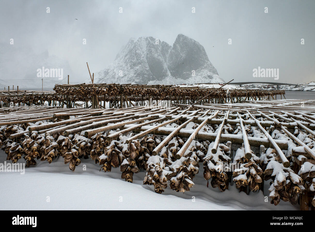 Traditional fish drying racks in Sariskoy, Lofoten Islands, Norway