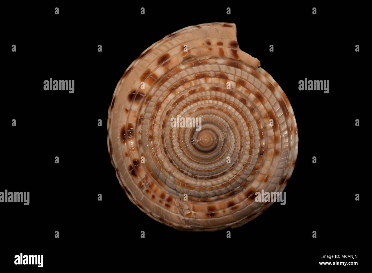 Giant sundial seashell (Architectonica maxima). Malacology collection. Spain. Europe. Stock Photo