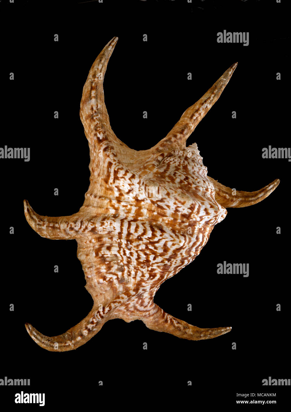 Seashell of Chiragra Spider Conch (Harpago chiragra or Lambis chiragra), Malacology collection, Spain, Europe Stock Photo