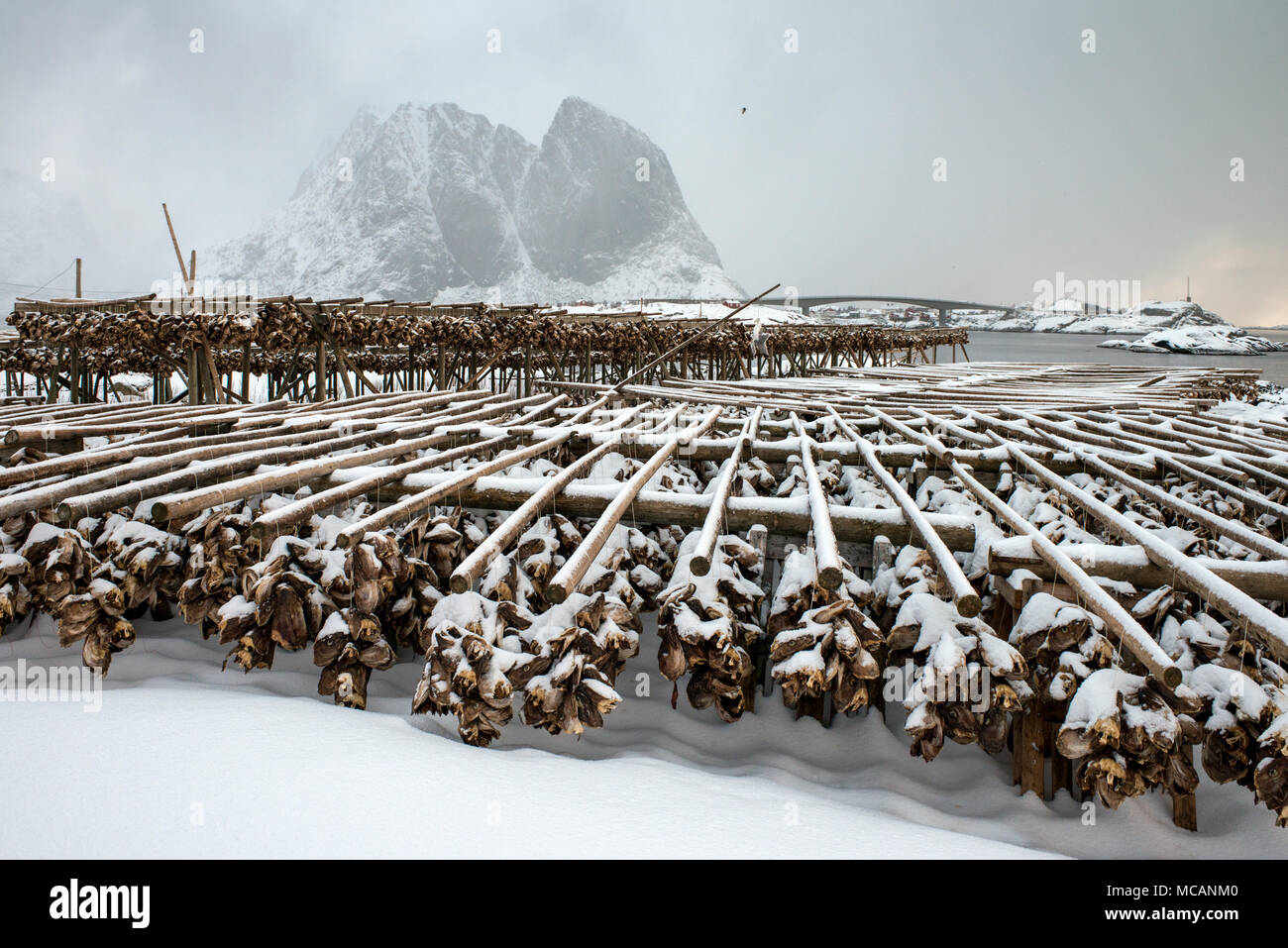 Traditional fish drying racks in Sariskoy, Lofoten Islands, Norway