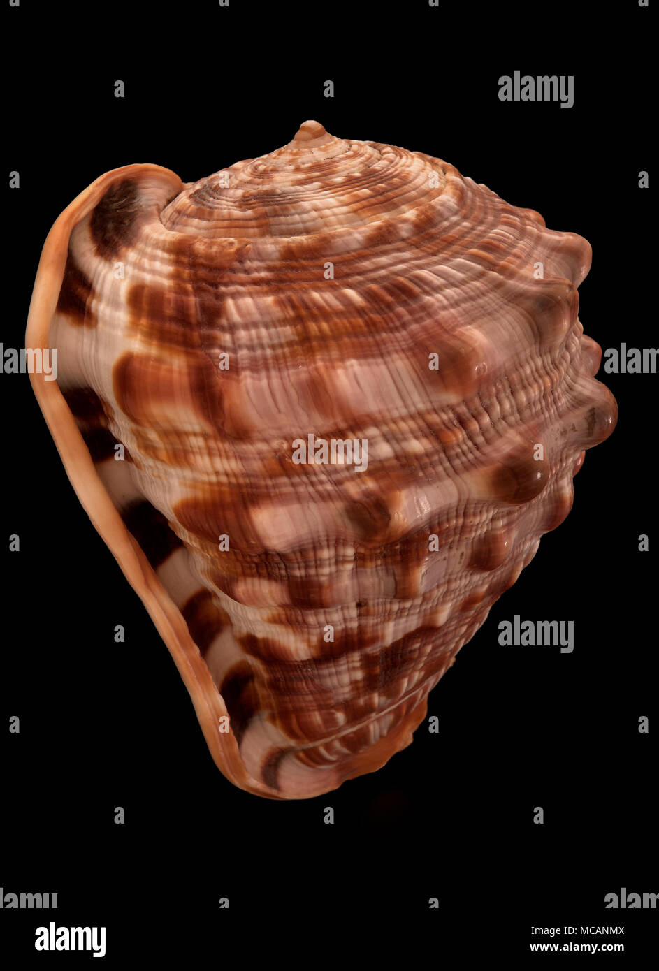 Seashell of Red helmet / Bullmouth (Cypraecassis rufa), Malacology collection, Spain, Europe Stock Photo