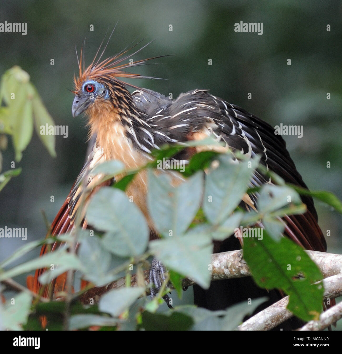 A hoatzin (Opisthocomus hoazin), stinkbird, Canje pheasant, or stinking turkey amongst the leaves that form the main part of its diet. Yasuni National Stock Photo