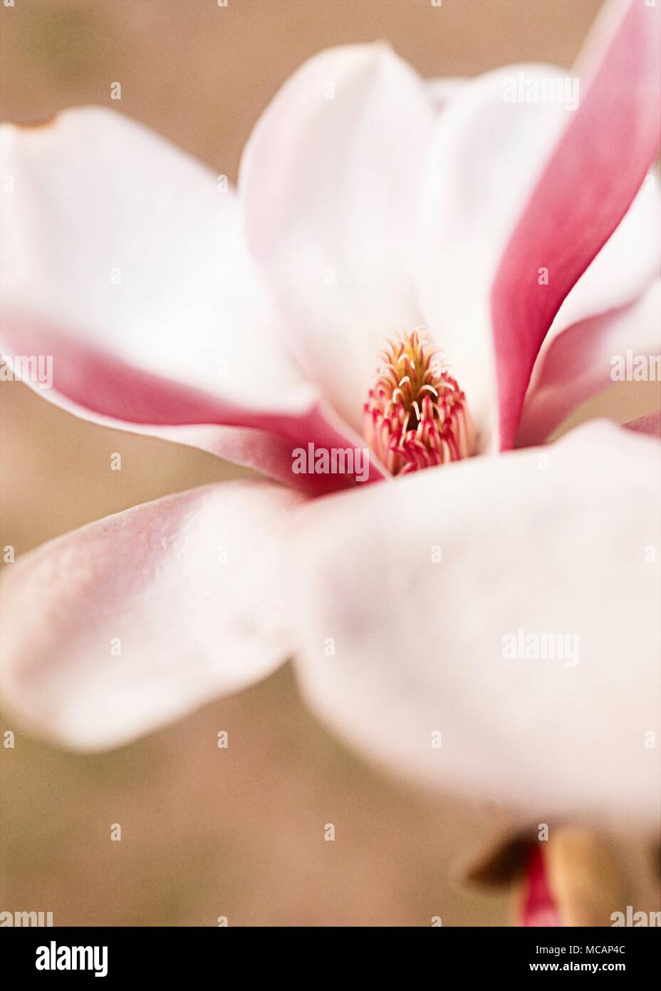 Magnolia seed pods hi-res stock photography and images - Alamy