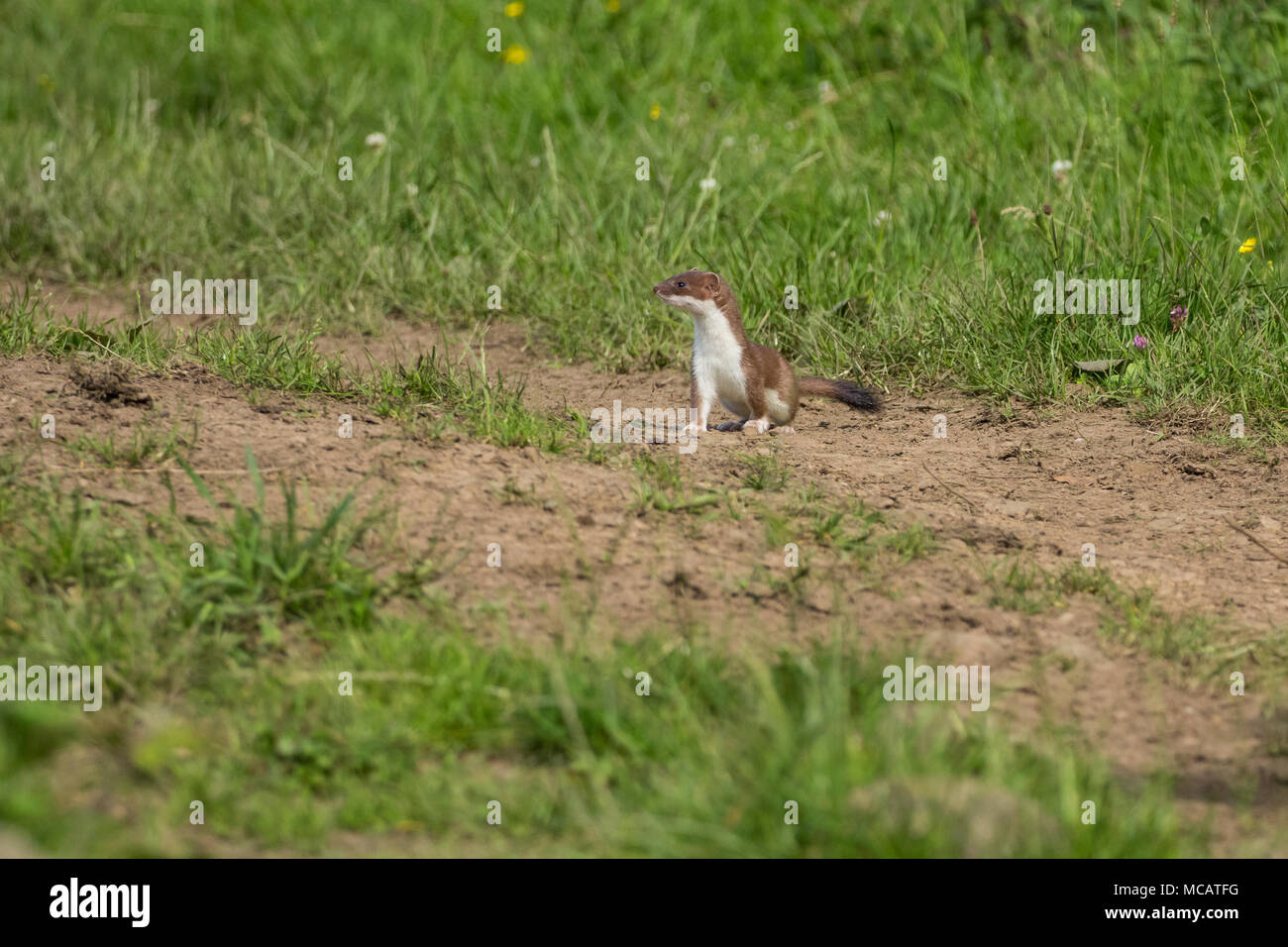 A stoat (UK) on s sandy bank amongst grasses. Stock Photo