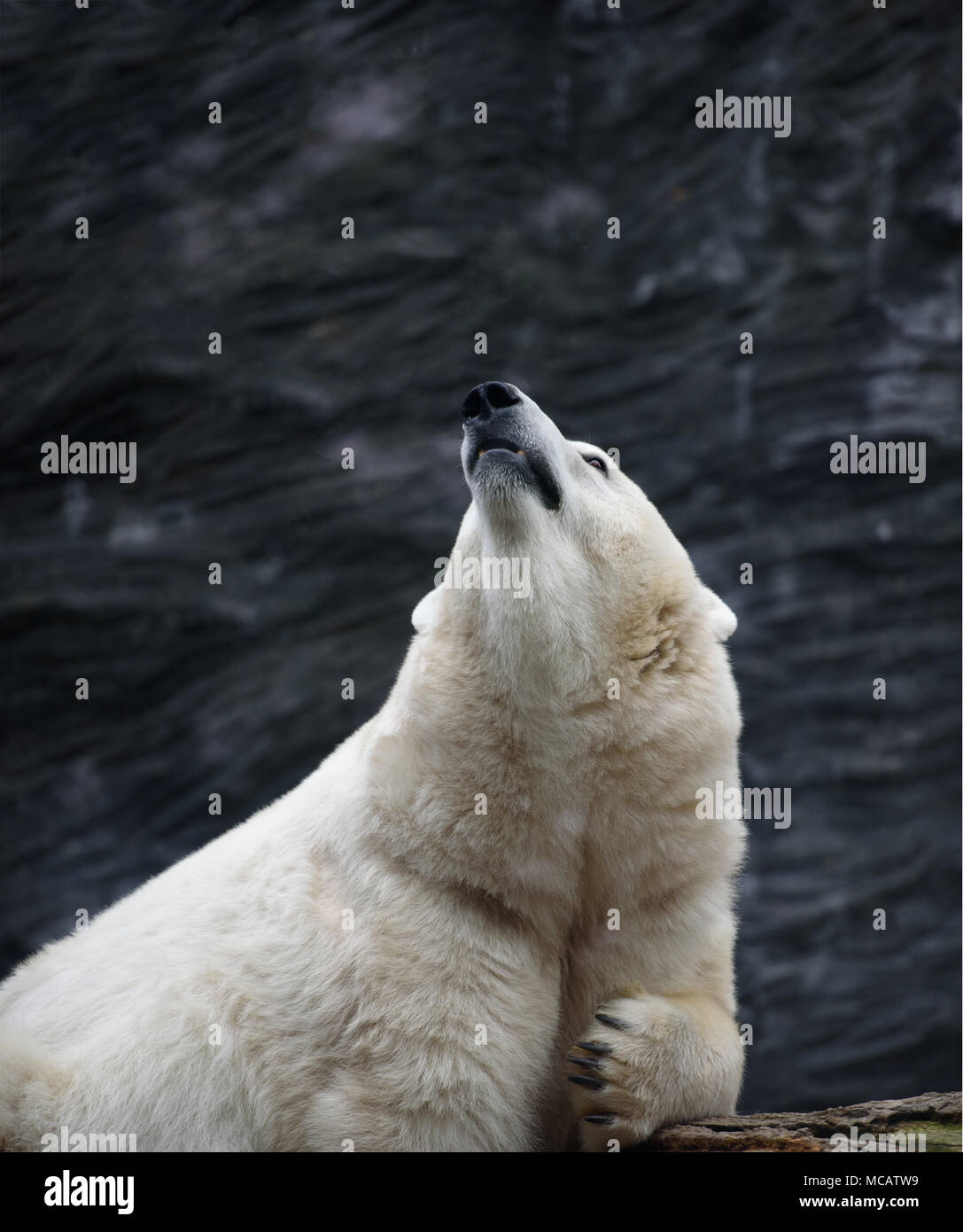 Polar bear looks up over abstract dark background Stock Photo