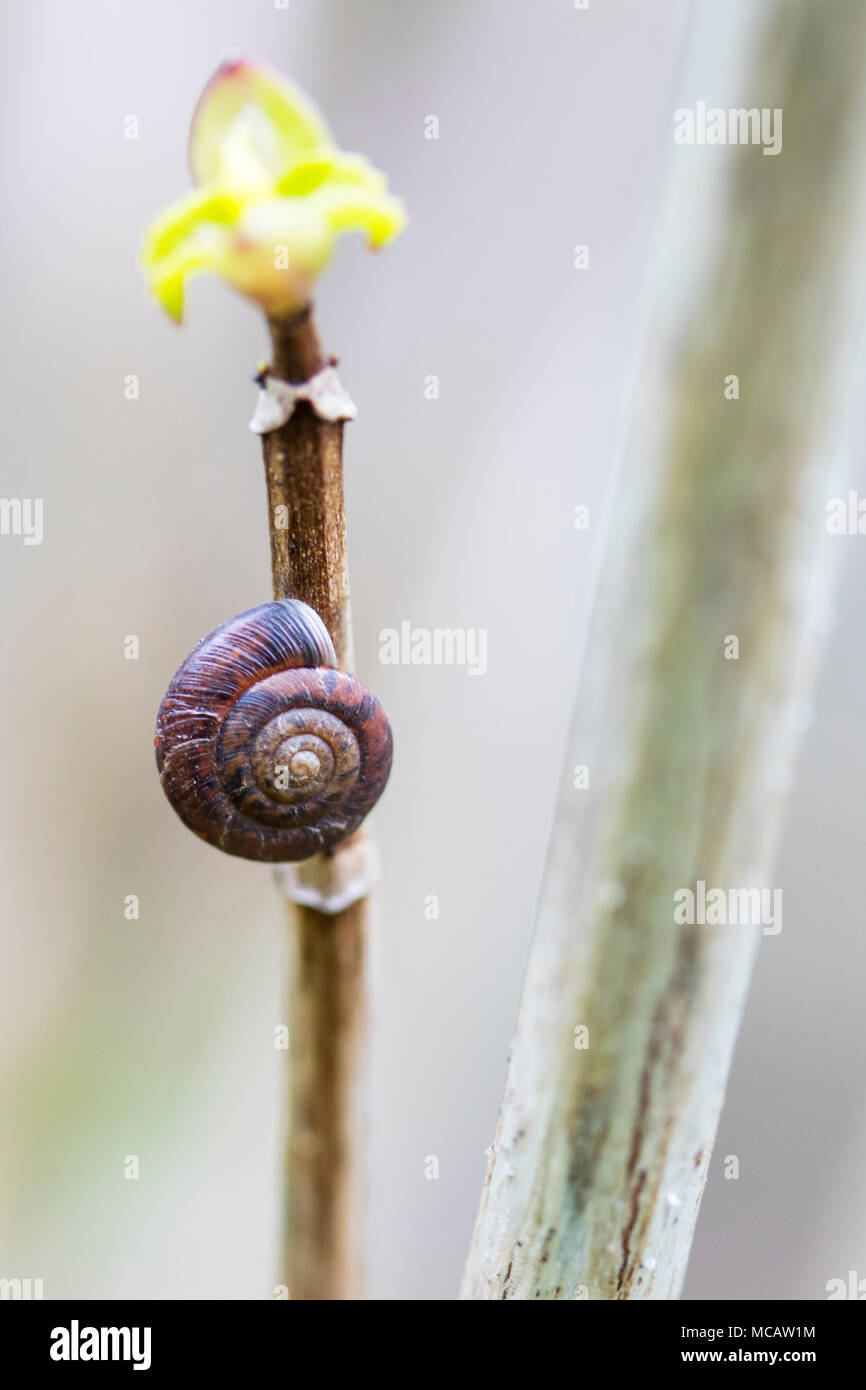 Macro photograph of tiny snail shell attached to plant in a Spring