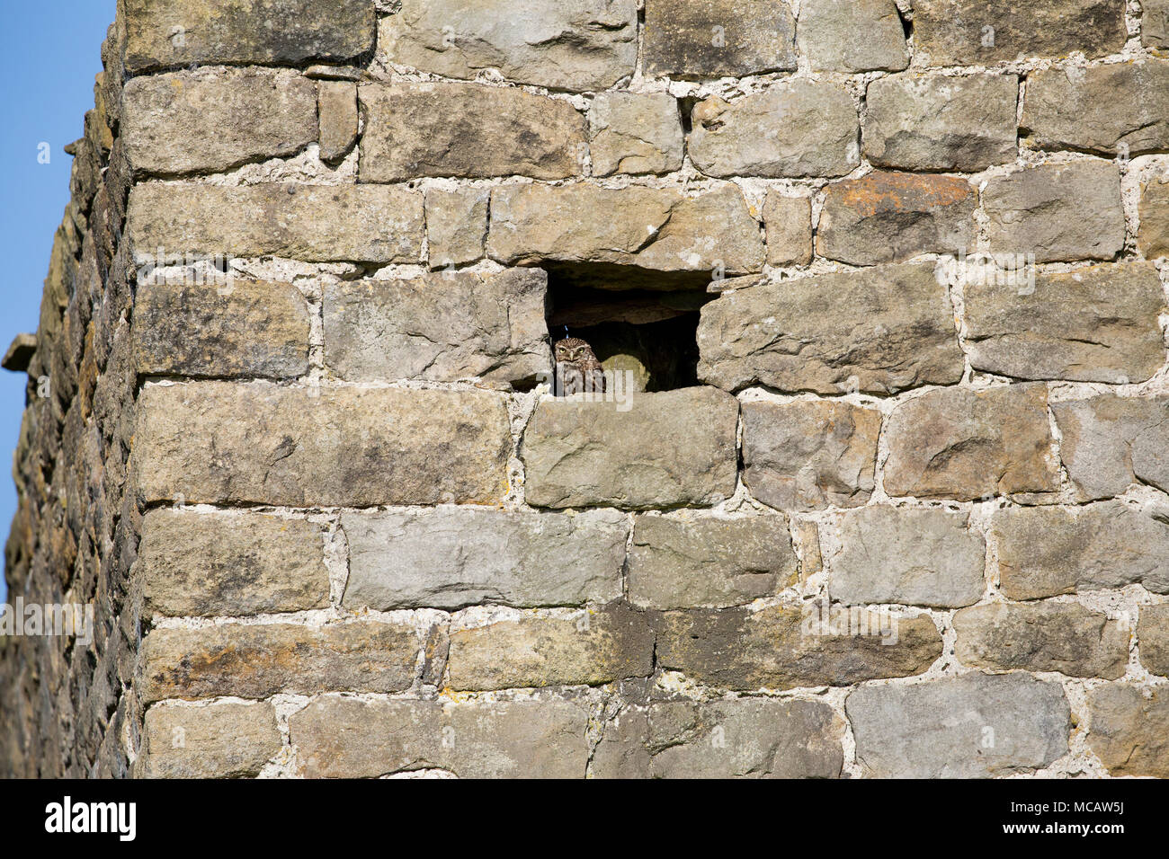 A Little Owl perches in the window of an old brick barn. Stock Photo