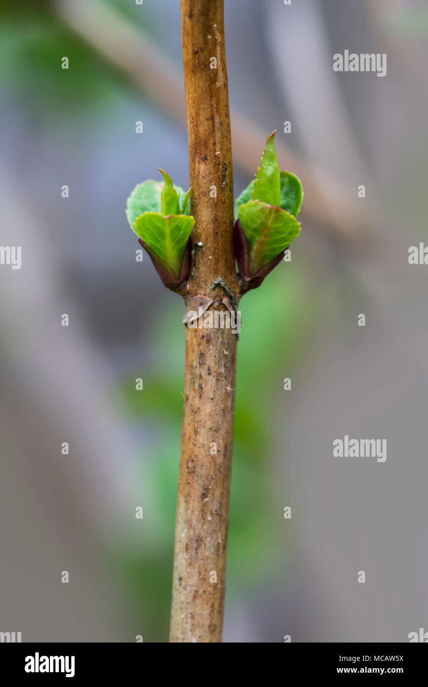 Twin Hydrangea buds opening in a Spring garden sprouting from a stem of