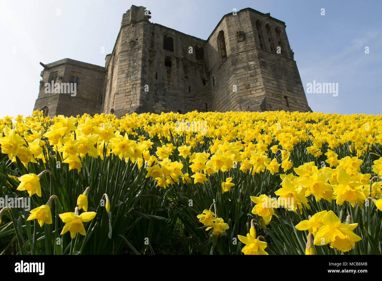 Daffodils blooming by Warkworth Castle in Northumberland, northeast England. The flowers