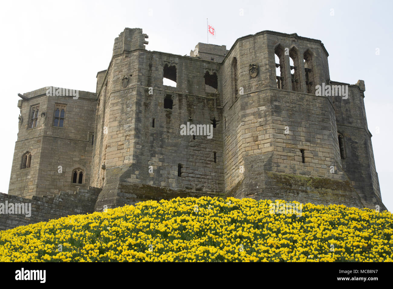 Daffodils blooming by Warkworth Castle in Northumberland, northeast England. The flowers