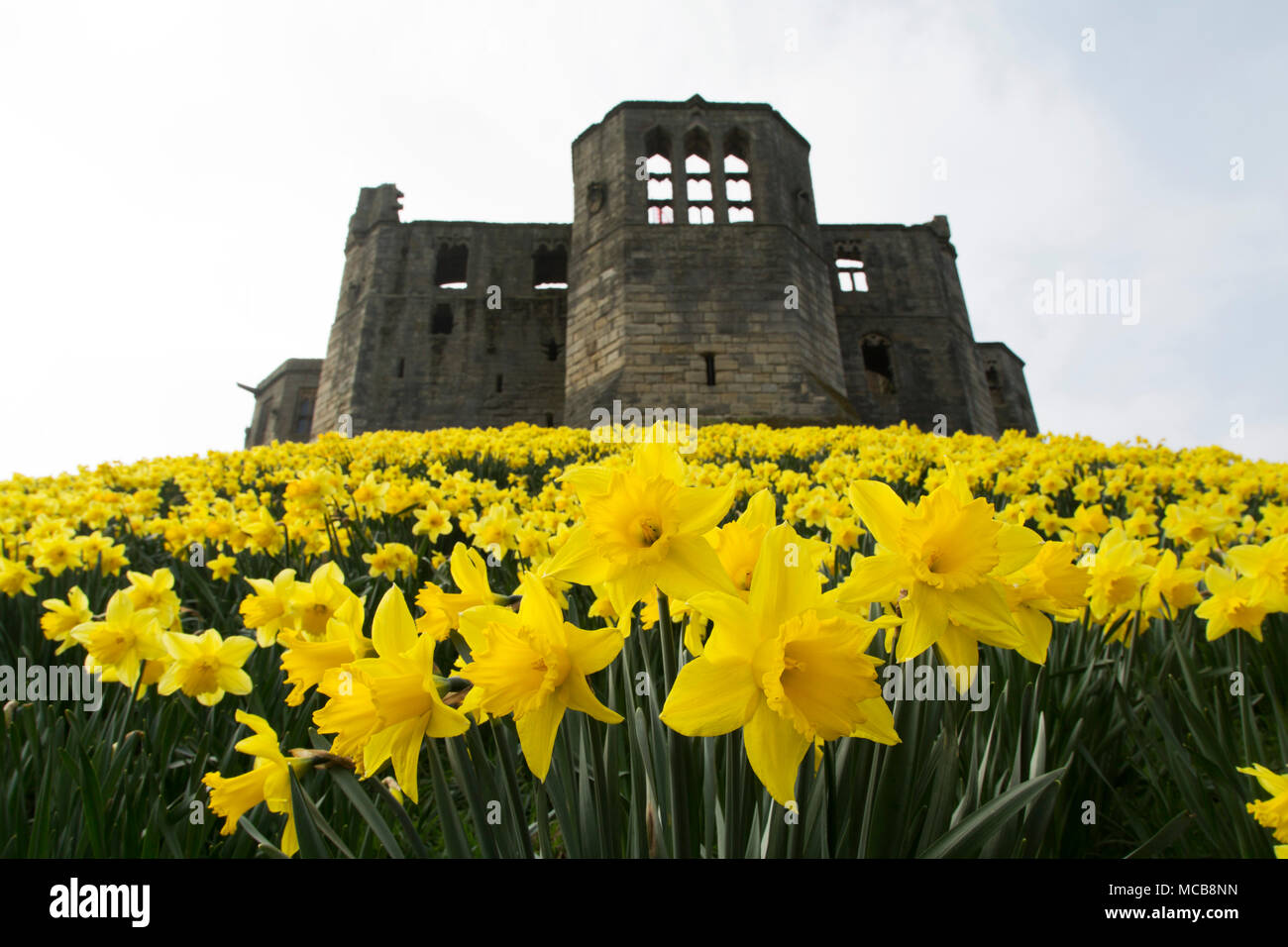 Daffodils blooming by Warkworth Castle in Northumberland, northeast England. The flowers