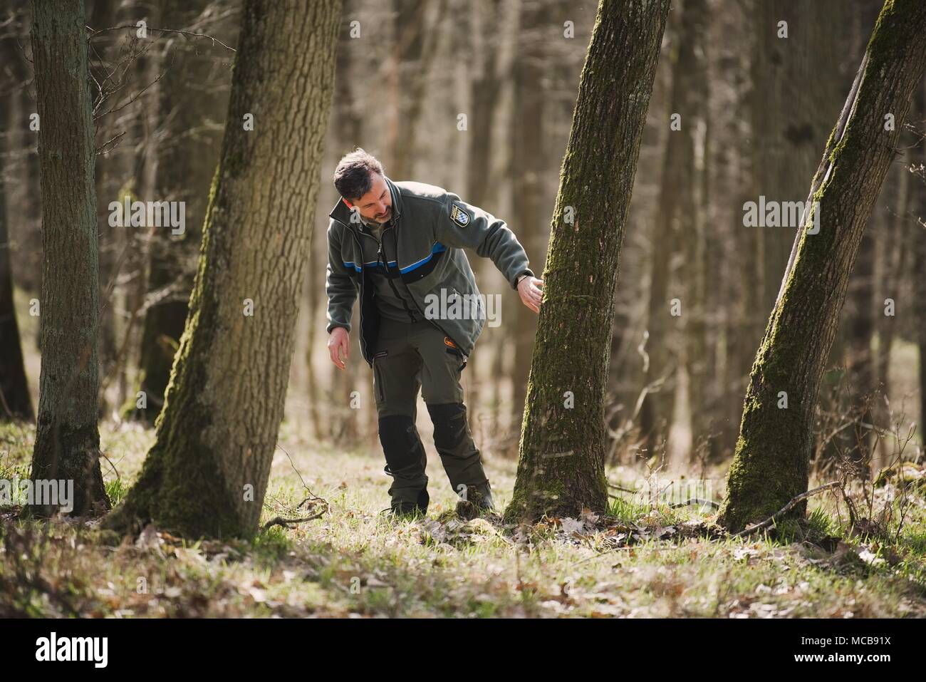 Gypsy moth forest hi-res stock photography and images - Alamy