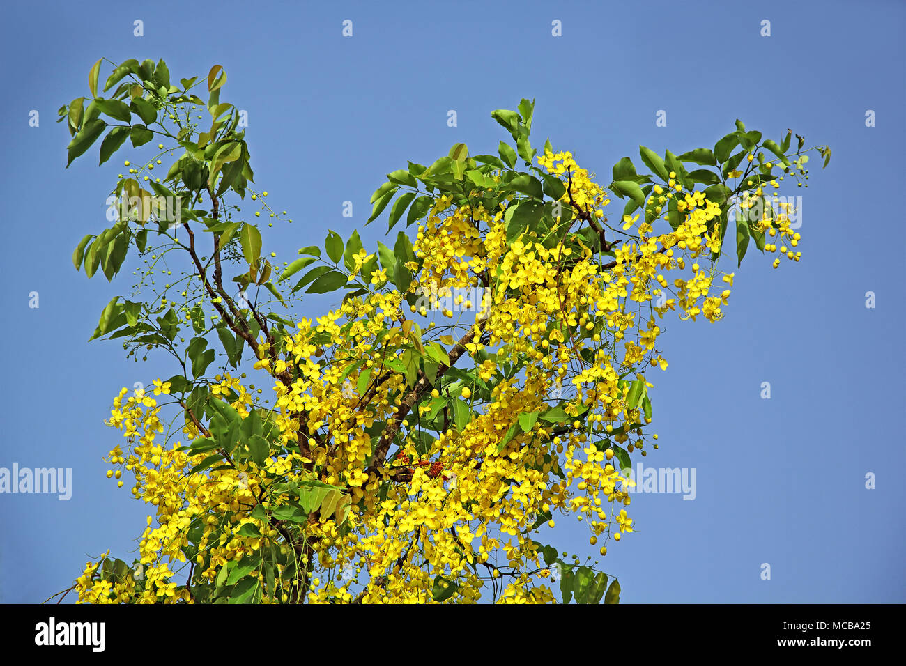 Golden shower or Cassia Fistula, the national flower of Thailand, blossom in branch. Called konna in Kerala, India and is part Hindu Vishu festival Stock Photo
