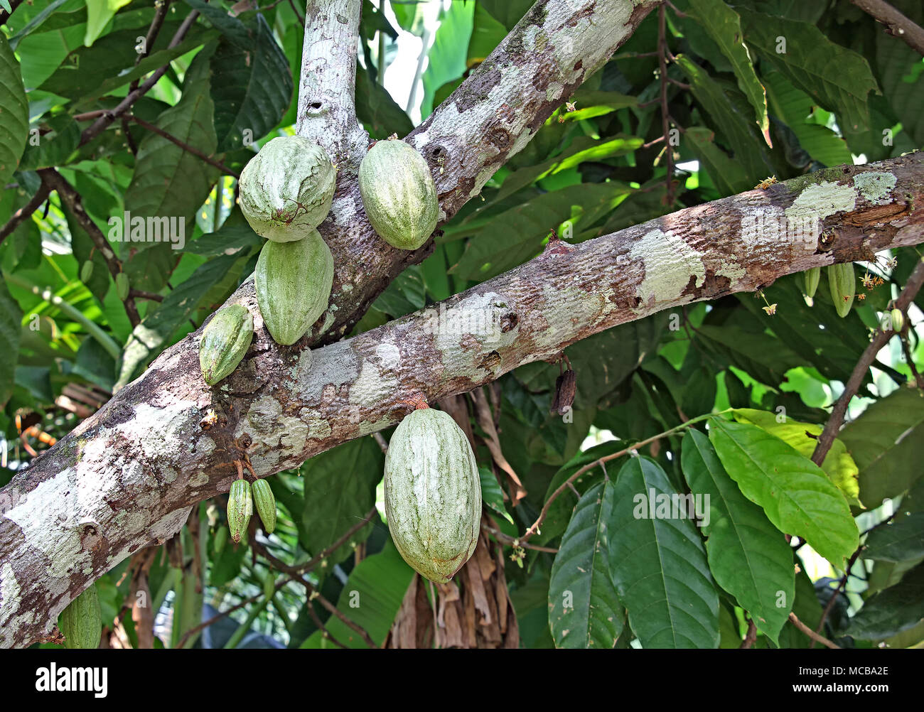 Unripe cocoa pods growing in trunk of cacao tree in Kerala, India Stock