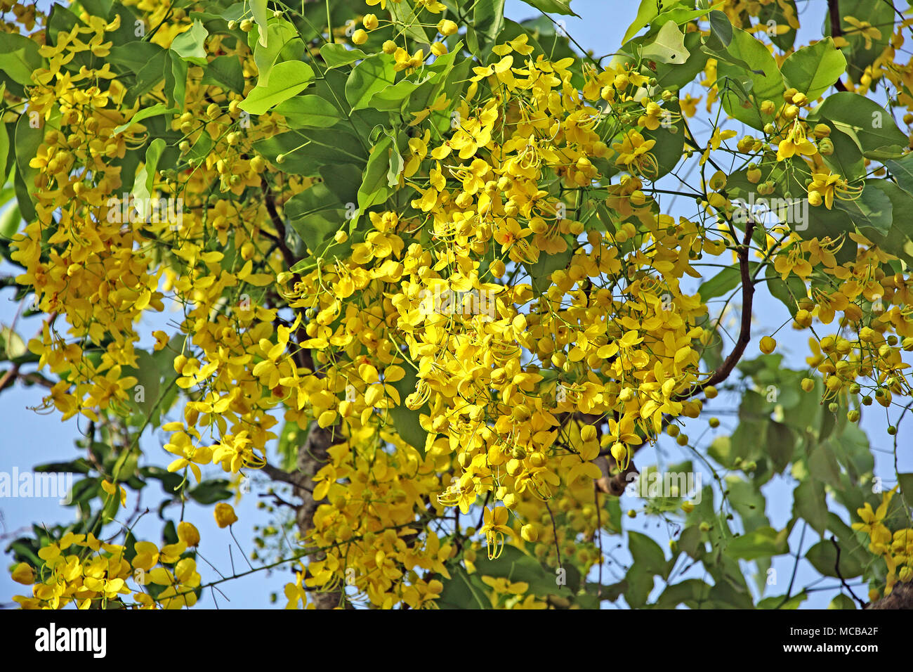 Cluster of Golden shower, Cassia Fistula, flowers in tree. Known as konna in Kerala, India and is a sacred flower of the Hindu Vishu festival. Stock Photo