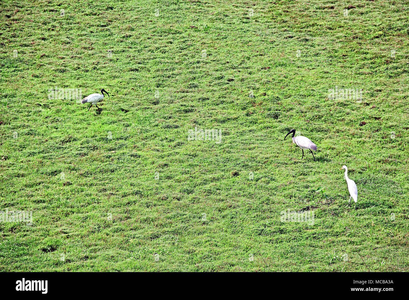 Nature background image of black-headed oriental white ibis and intermediate median egret birds searching for food in vast grassland in Kerala, India. Stock Photo