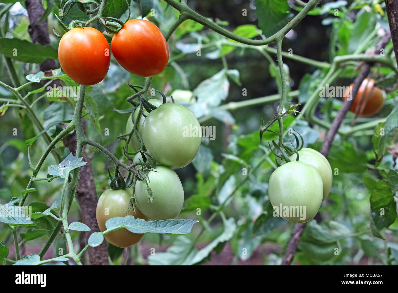 Ripe and ripening tomatoes growing in plants in kitchen garden in Kerala, India Stock Photo
