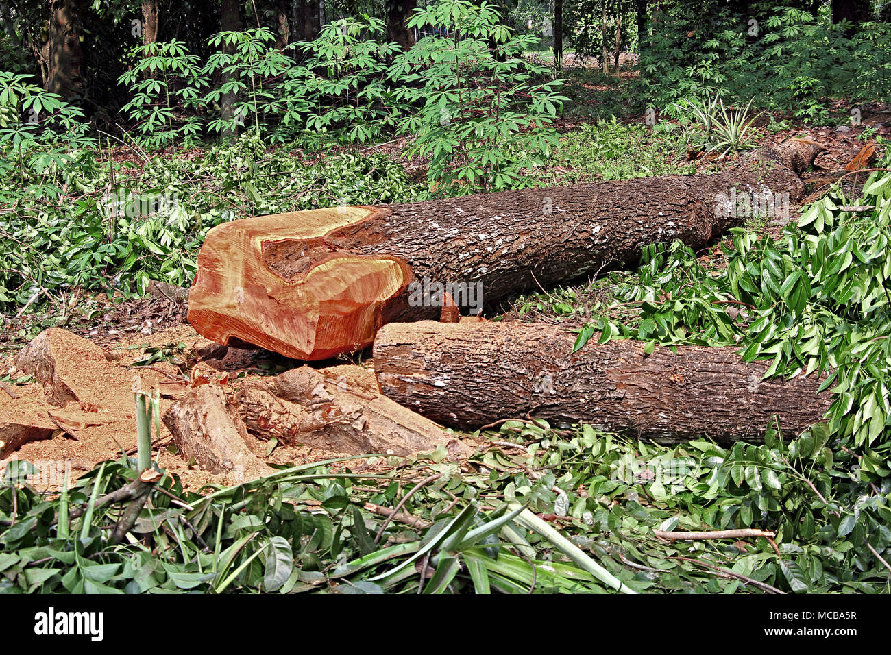 Trunks of felled down huge mature mahogany tree lying around in forest in Kerala, India Stock Photo