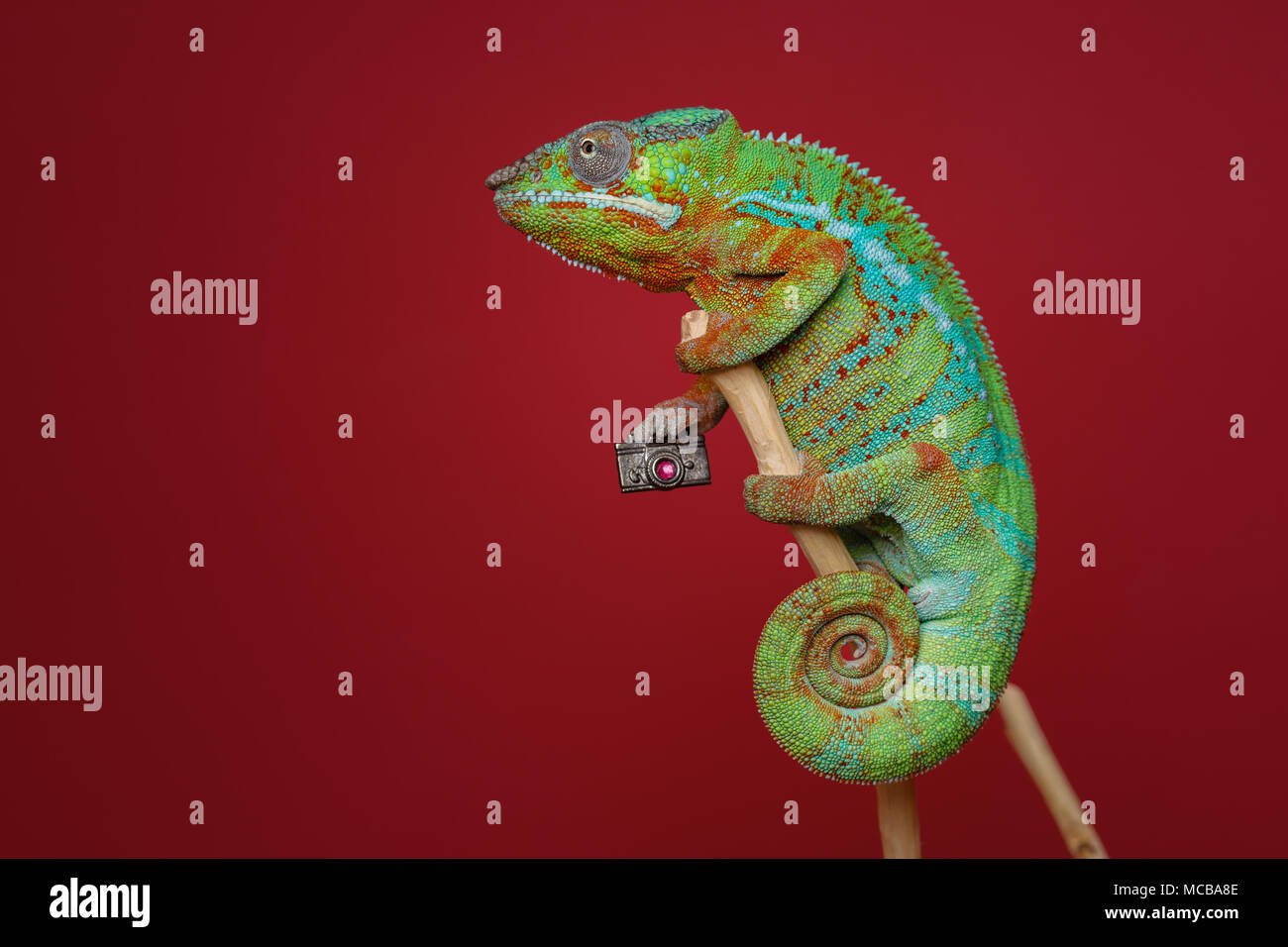 alive chameleon reptile holding small photo camera sitting on branch. studio shot over red background. copy space. Stock Photo